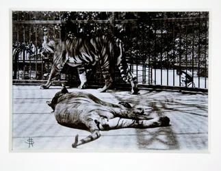 Tiger im Londoner Zoo, 1870er Jahre